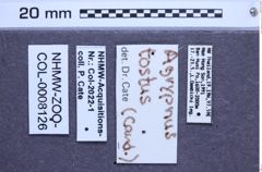 Etiketten zu Agrypnus tostus (Candèze, 1857) (NHMW-ZOO-COL-0008126)